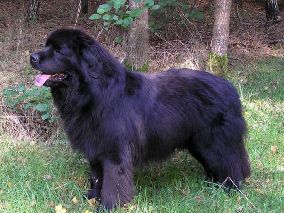 R Chounic's Romke (16-01-2006)